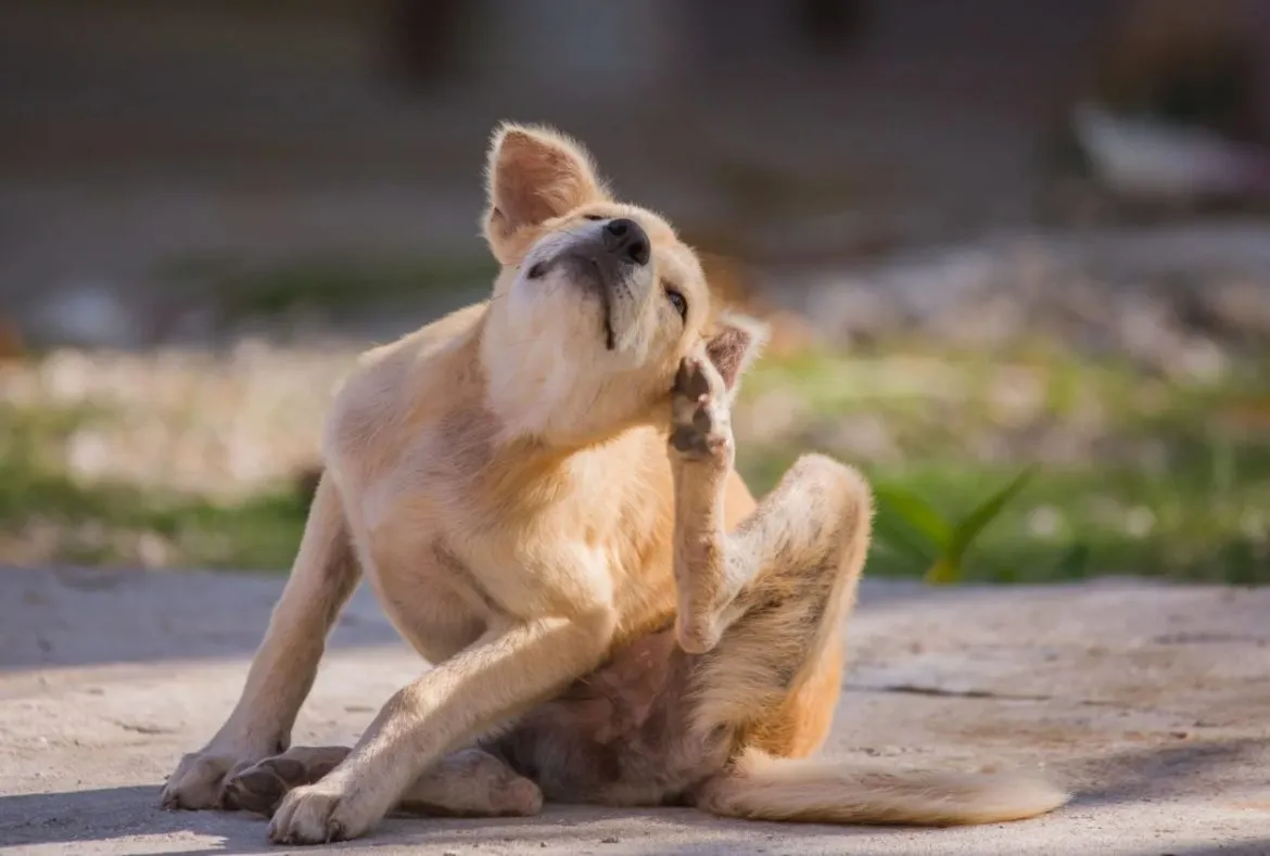 Hund kratzt sich am Maul
