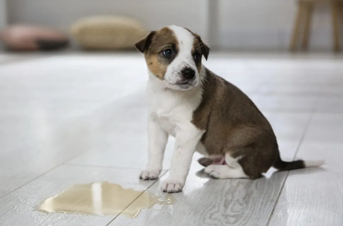 Nachts Wohnung pinkeln